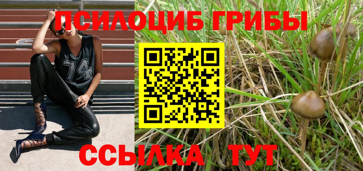 Псилоцибиновые грибы Cubensis Нижний Тагил